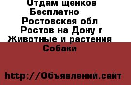 Отдам щенков! Бесплатно!!! - Ростовская обл., Ростов-на-Дону г. Животные и растения » Собаки   